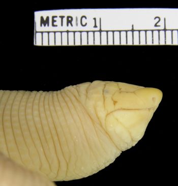 Media type: image; Herpetology R-20624